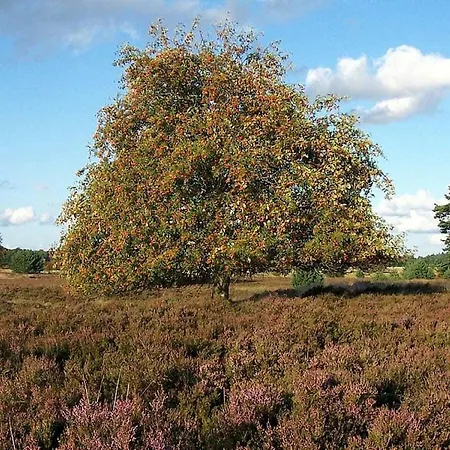 House Of The Wild Rose Holiday home
